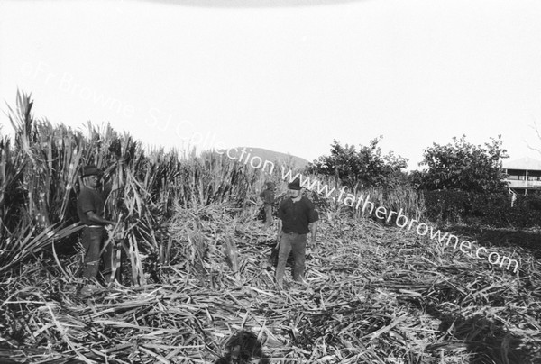 SUGAR - FIELDS :CUTTING CANE